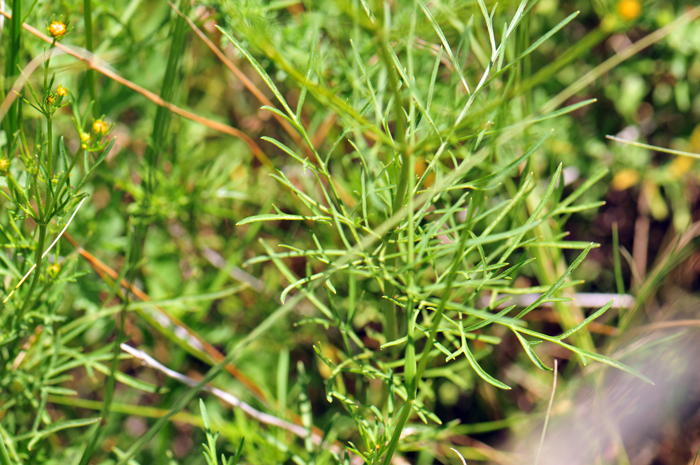 Apache Beggarticks has leaves with stems or petioles and the leaf blades are variable from deltate or lanceolate or oblong, sometimes pinnately lobed; the margins entire or sharply serrate. Bidens aurea